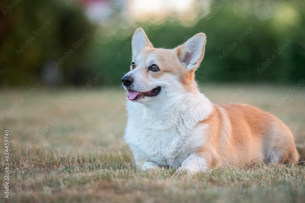 Portrait of a beautiful thoroughbred corgi in the summer city.