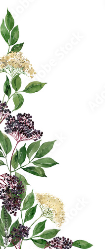 Elderberry, elderflowers frame, border, bouquet. Home grown medicine plant, apothecary ingredient, healthy organic food illustration. Print, broshure, poster, postcard