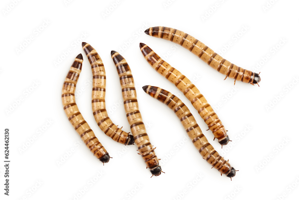 Worms larvae zophobas isolated on white background. Food for exotic animals. Top view. Flat lay Worms larvae zophobas isolated on white background. Food for exotic animals. Top view. Flat lay