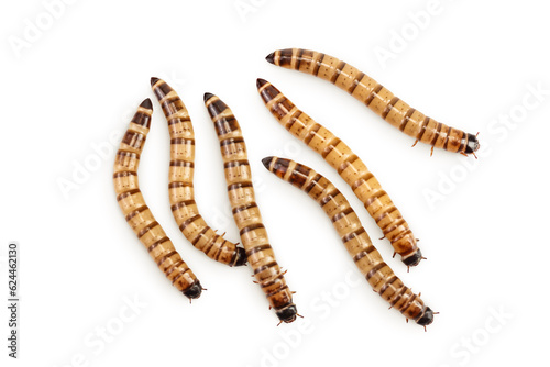 Worms larvae zophobas isolated on white background. Food for exotic animals. Top view. Flat lay