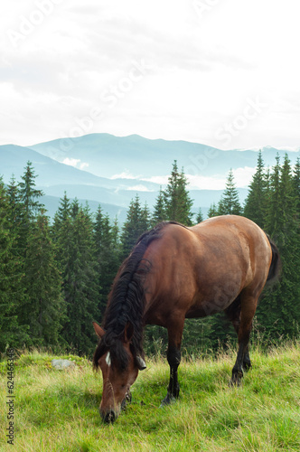 landscape in the mountains, horses walk on the grass, in the forest in the field, in freedom, free grazing, animals, Montenegrin mountain range, Carpathians, travel