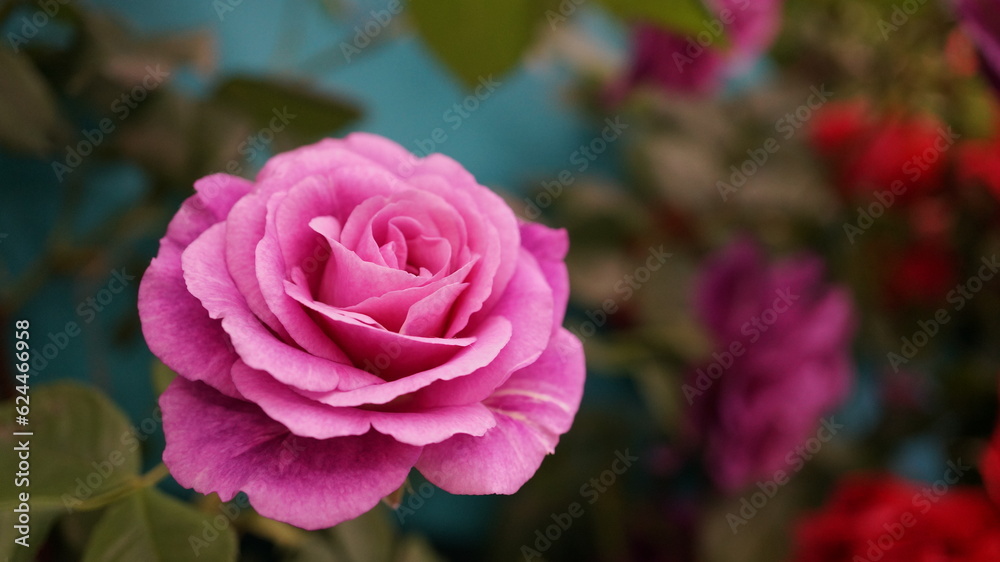 クラシックな美しさのあるピンクの薔薇