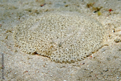 Flounder on the sandy bottom. Detail of tropical bottom dwelling fish (Bothidae). Underwater photography from scuba diving with marine life. Aquatic wildlife, travel photo. photo