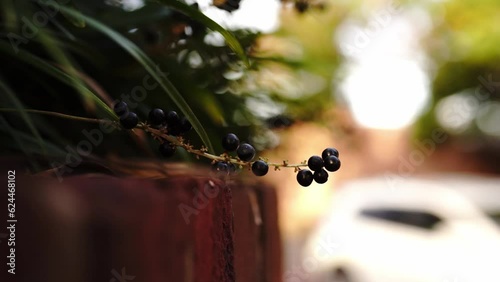 sprig with small black berries