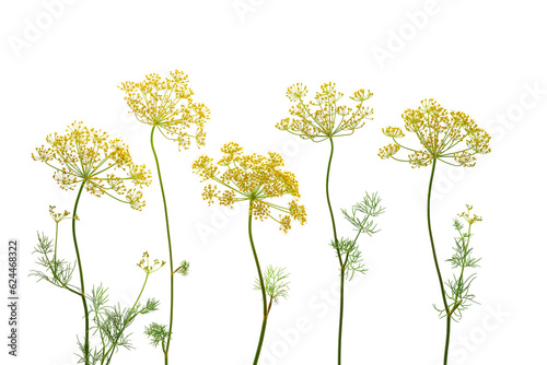 Fototapeta Naklejka Na Ścianę i Meble -  Composition from flowering umbrella flowers of dill on a white background. Top view, flat lay. Creative layout. Beautiful floral arrangement.