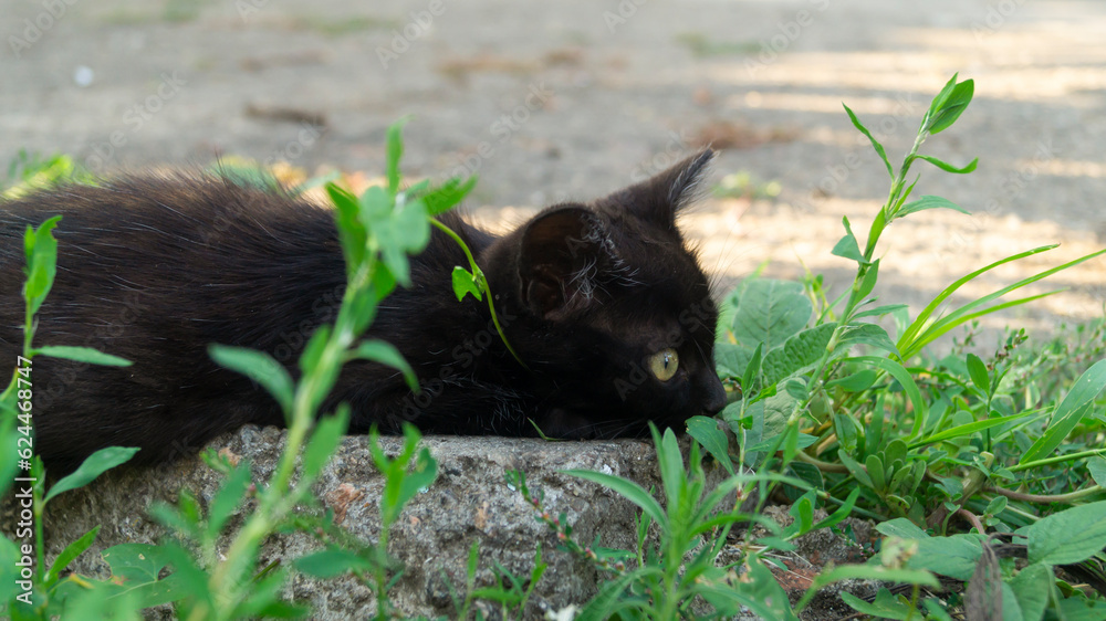 Black kitten. Black kitten with green eyes Black kitten. Black kitten with green eyes