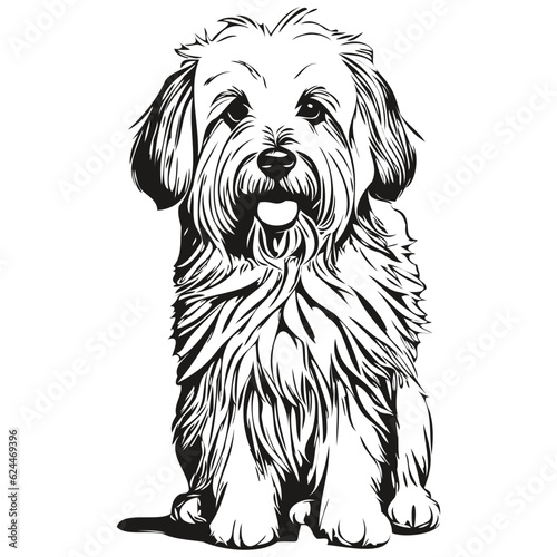 Coton de Tulear dog outline pencil drawing artwork, black character on white background sketch drawing