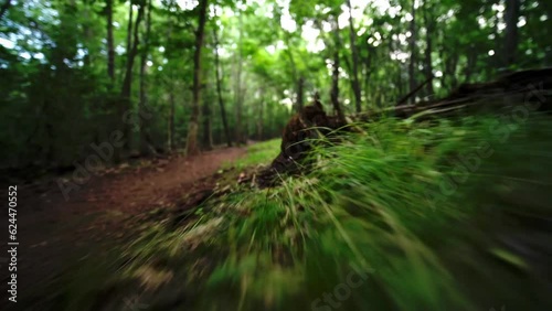 Green grass in the summer forest