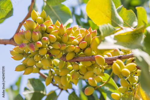 fresh pistachios in the branches of the tree.  