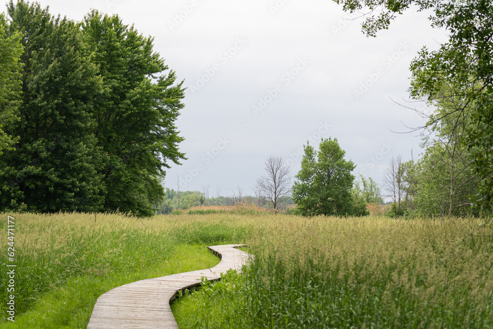 Obraz premium path in the forest