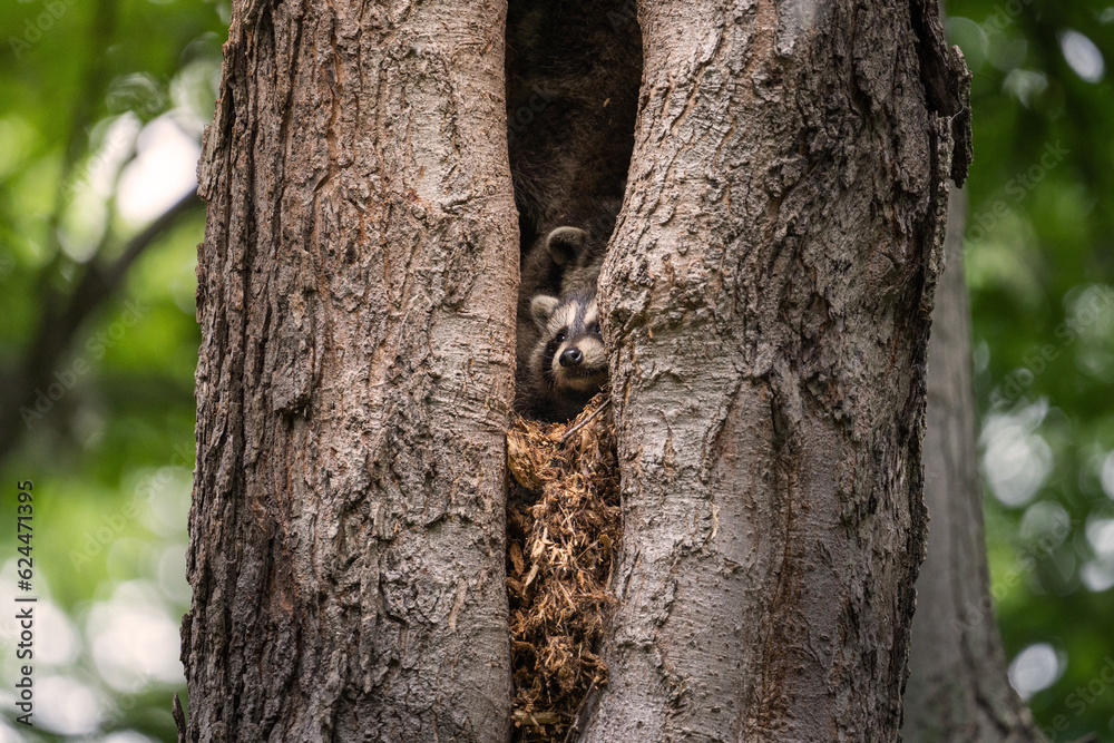 Obraz premium baby raccoon