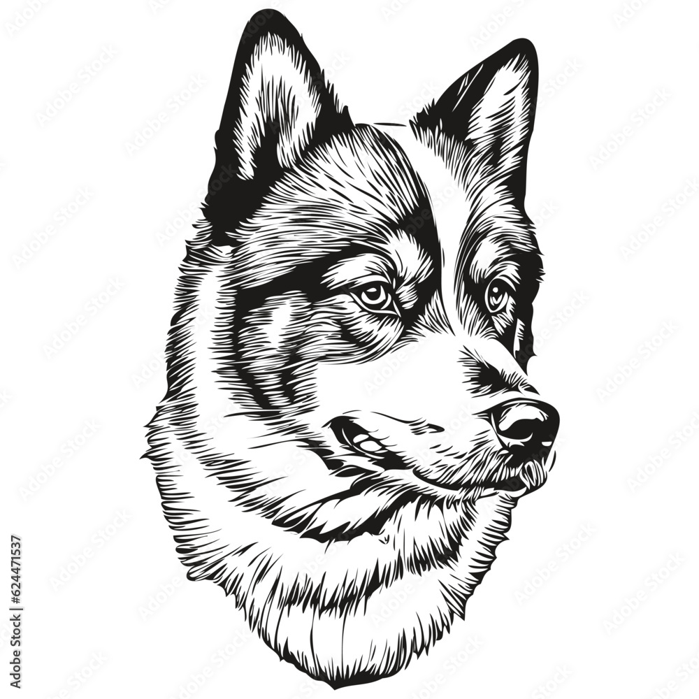 Akita dog realistic pet illustration, hand drawing face black and white vector sketch drawing Akita dog realistic pet illustration, hand drawing face black and white vector sketch drawing