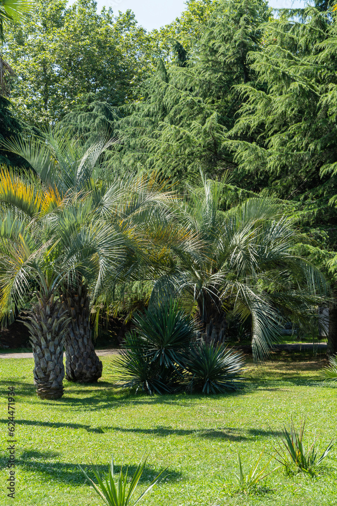 Beautiful Butia capitata palms, commonly known as jelly palms in Sochi ...