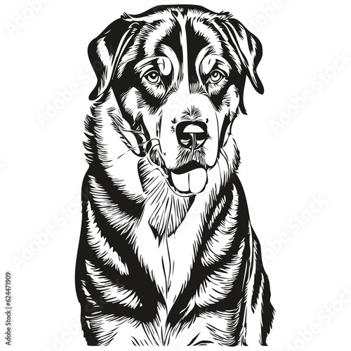 Greater Swiss Mountain dog cartoon face ink portrait, black and white sketch drawing, tshirt print realistic breed pet
