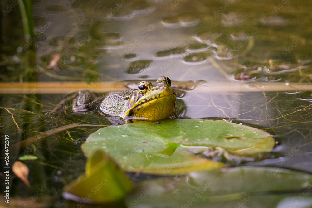 frog in the pond