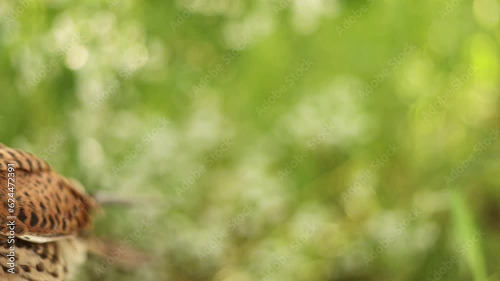 Portrait of a kestrel falcon in the forest. Portrait of a kestrel falcon in the forest.