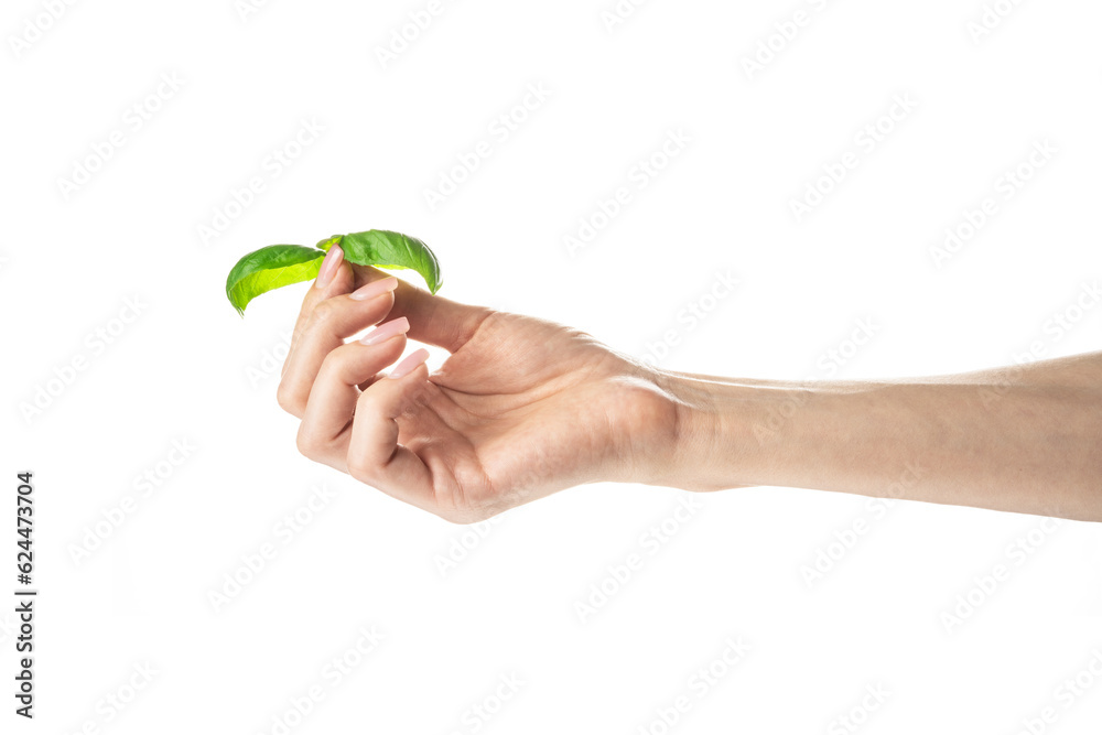Basil leaf. Woman holding green basil leaves isolated on white background.