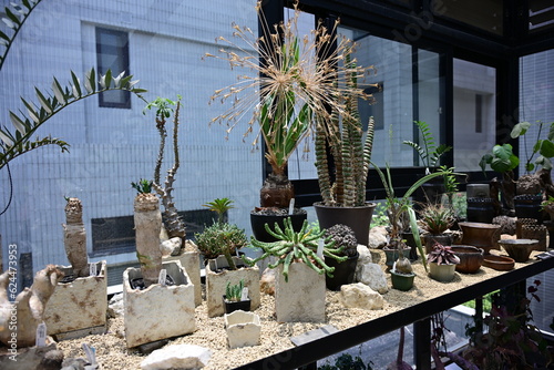 caudex exhibit in a plant shop at taichung,Taiwan photo