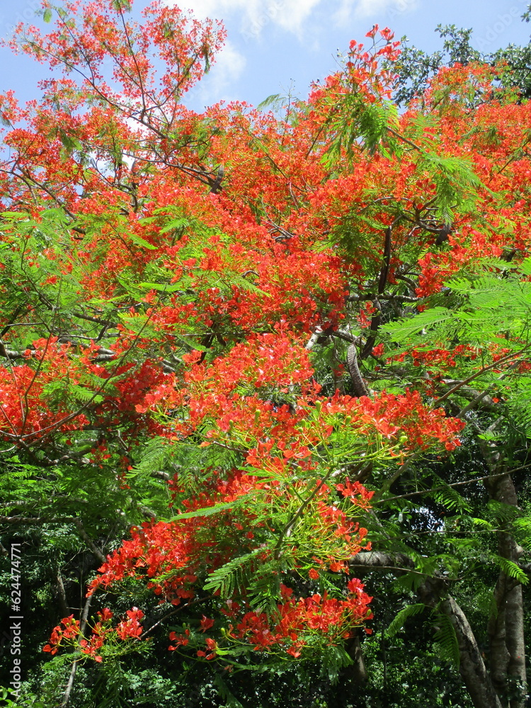 Un bel arbre aux fleurs rouge Un bel arbre aux fleurs rouge