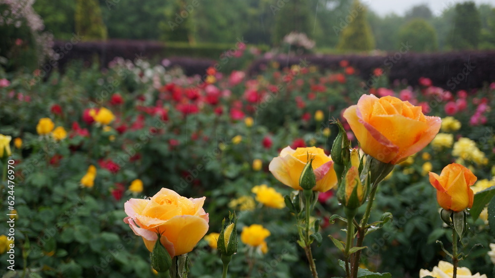 雨の日の薔薇園と黄色い薔薇