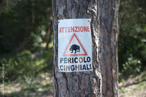 sign hanging on a tree in a pine forest near the sea in Italian that indicates attention danger wild boars