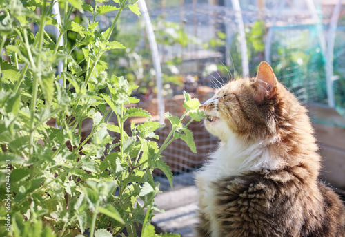 Cat eating catnip in front of defocused garden. Curious cat is taking a bite, sniffing or rubbing catmint plant leaves. Known as catswort. Grow your own catnip. Fluffy calico kitty. Selective focus.
