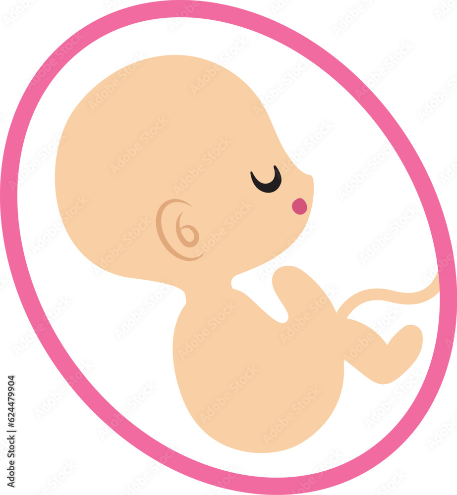 Baby in the belly, fetus, pregnancy, pregnant. Baby in the belly, fetus, pregnancy, pregnant.