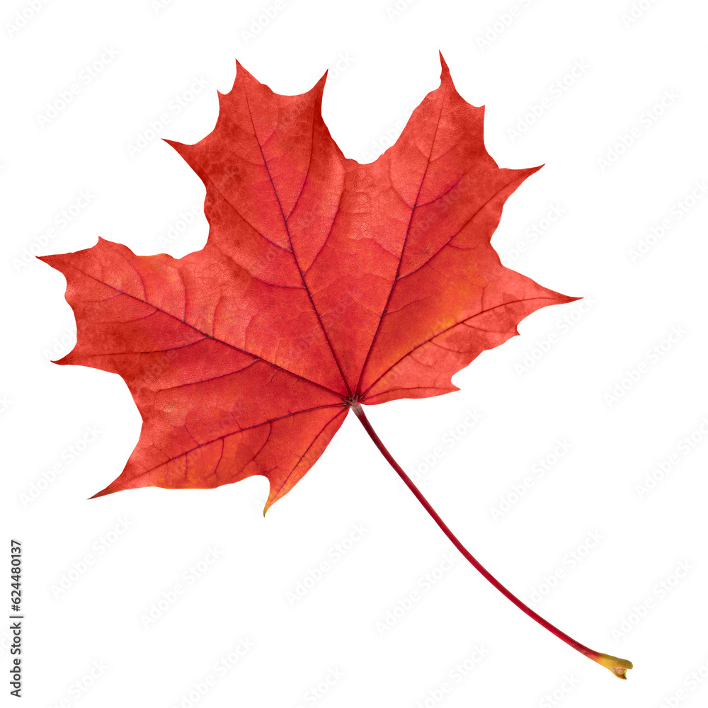 Autumn leaf. Red maple leaf isolated on transparent background.