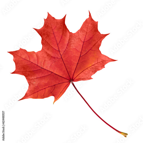 Obraz na płótnie Autumn leaf. Red maple leaf isolated on transparent background. w salonie