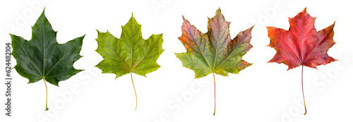 Collection of maple leaves on a transparent background photo