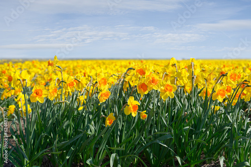 Field of flowering daffodils nederlands, Europe. Dutch Daffodils. Yellow narcissuses against the blue sky