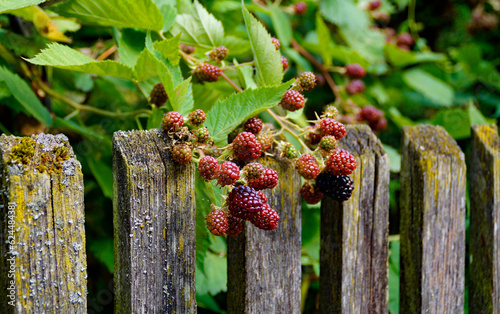 beautiful large loganberries with lush green leaves leaning against an old wooden fence on a summer day photo