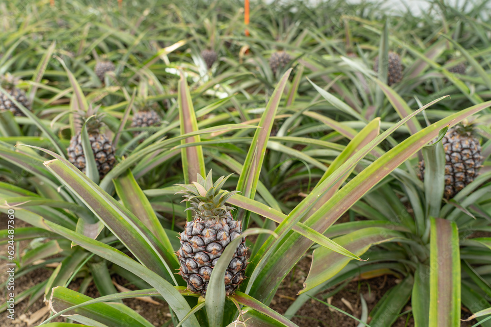Pineapple at a pineapple plantation in the Azores. Pineapple at a pineapple plantation in the Azores.