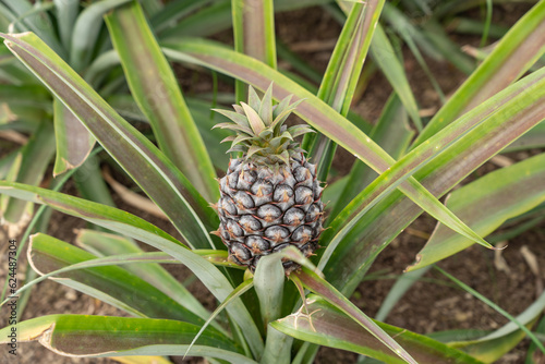 Pineapple at a pineapple plantation in the Azores. 