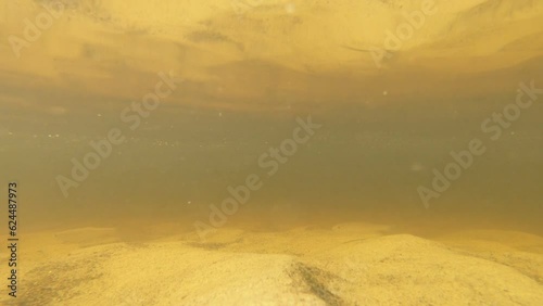 small fish in a river with a sandy bottom, video without filters