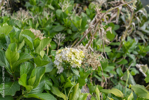 Beautiful flowers in the green.