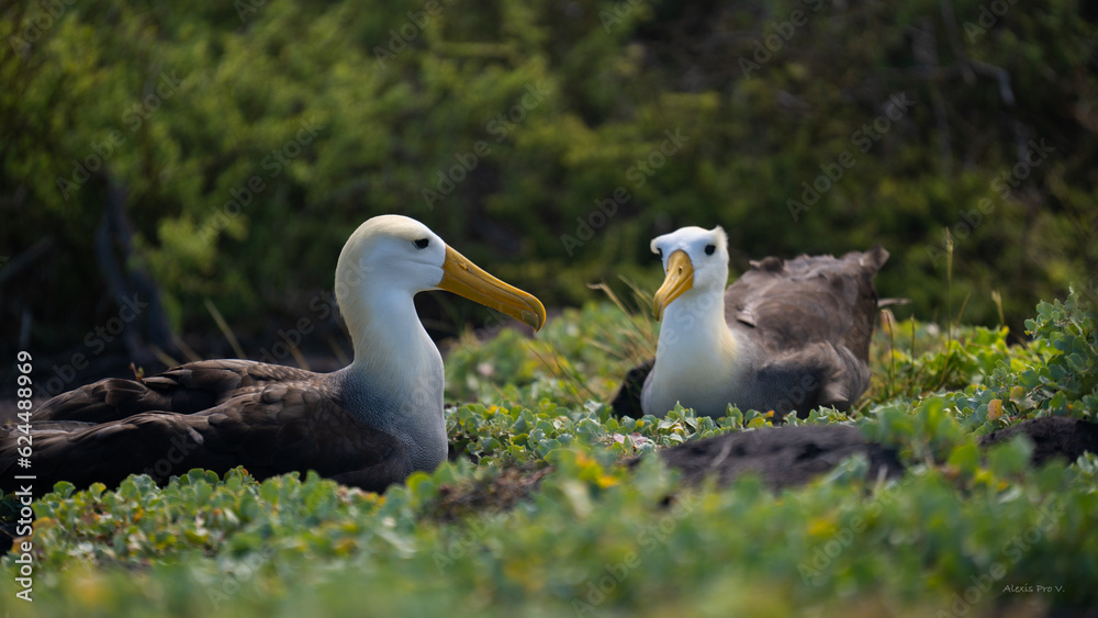 Fototapeta premium Albatro Galapagos
