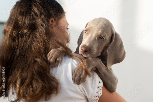 Weimaraner puppy peeking over his owner's shoulder. Girl holding her puppy in her arms. Animal welfare photo