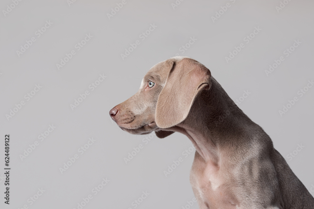 Side portrait of a blue-eyed Weimaraner puppy on gray background Side portrait of a blue-eyed Weimaraner puppy on gray background