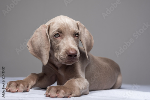 Portrait of a beautiful blue-eyed Weimaraner puppy lying down and head upright on gray background