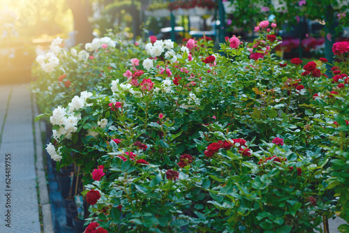 Fototapeta Naklejka Na Ścianę i Meble -  Roses in a garden plant store.