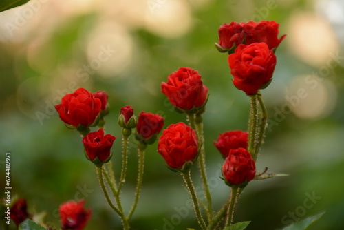 Delicate red branches of a dwarf miniature rose on a bush on a summer evening