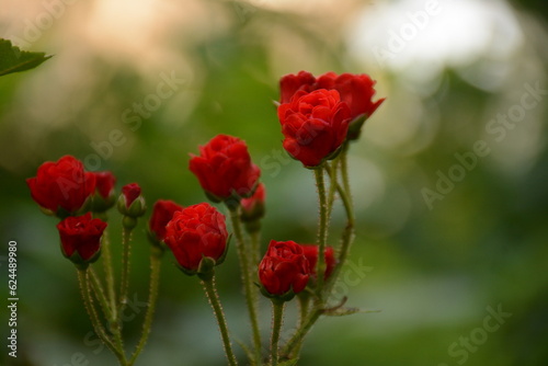 Beautiful decorative flowers of a small dwarf miniature rose