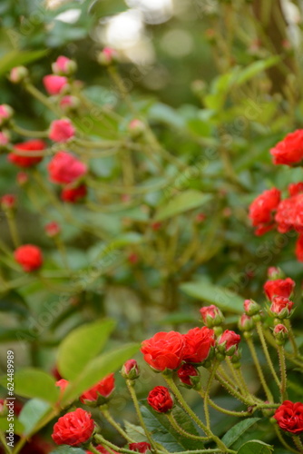 A large bush of dwarf,  miniature,  red roses blooms in the garden © Olena