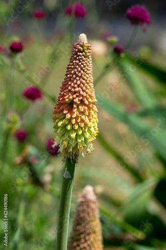 Kniphofia uvaria bright yellow orange ornamental flowering plants on tall stem, group tritomea torch lily red hot poker flowers photo