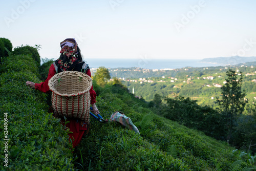 Woman Picking Tea in the Tea Garden Drone Photo, Tirebolu Giresun, Rize Turkey (Turkiye) photo