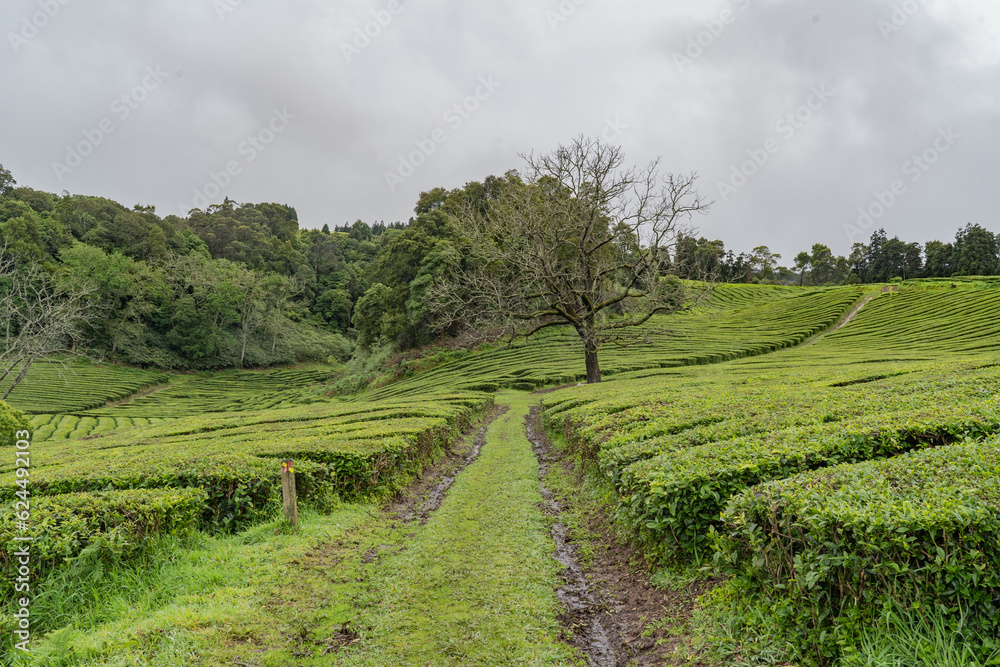 tea farm with well maintained plants in the azores portugal