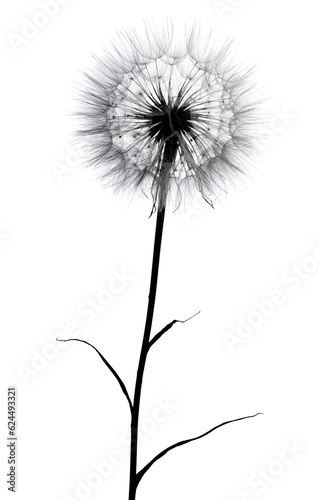 flower fluff  dandelion seeds  - beautiful macro photography