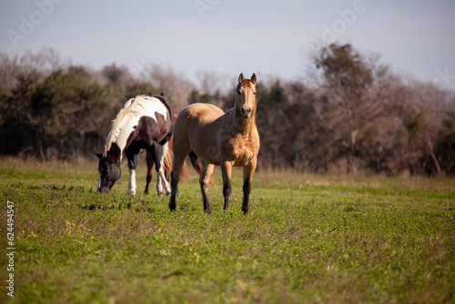 Horse on a working cattle ranch