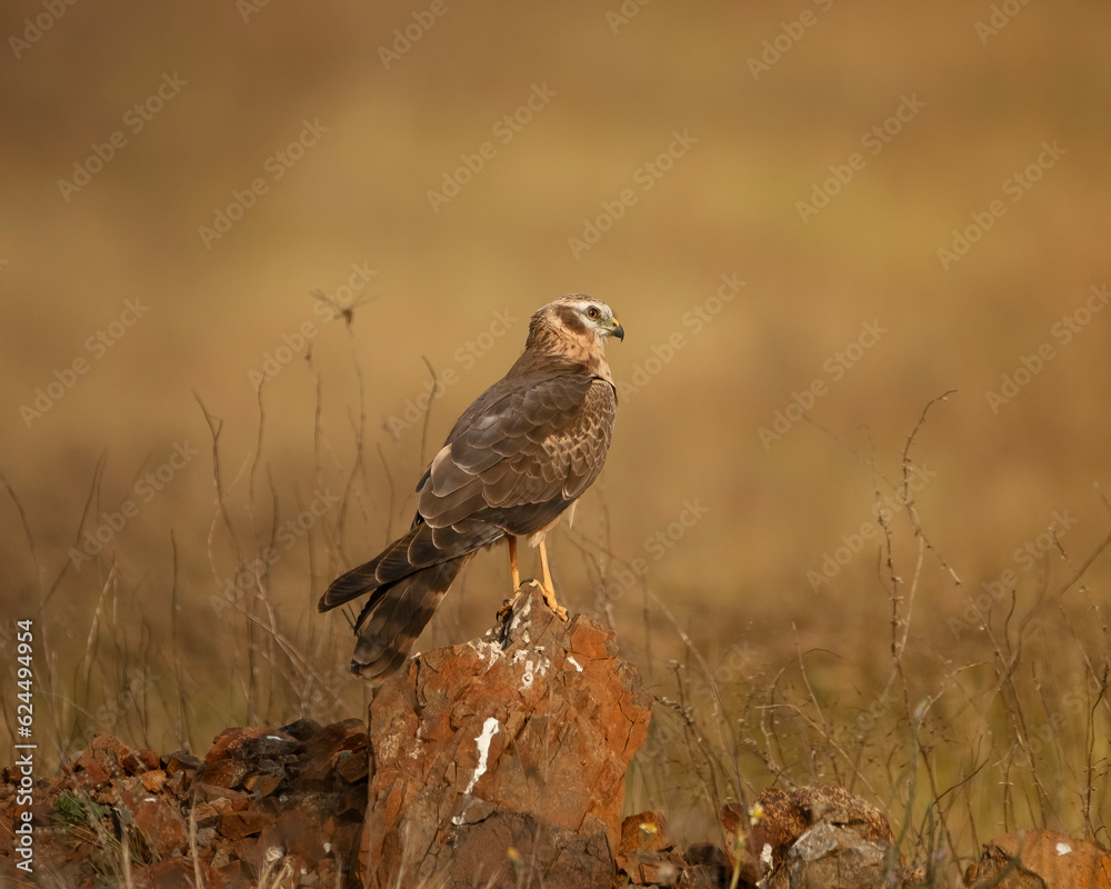 Φωτογραφία Female Pallid Harrier